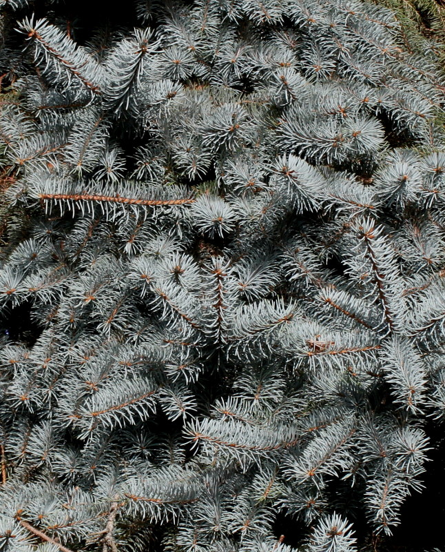 Image of Picea pungens f. glauca specimen.