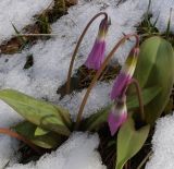 Erythronium sibiricum