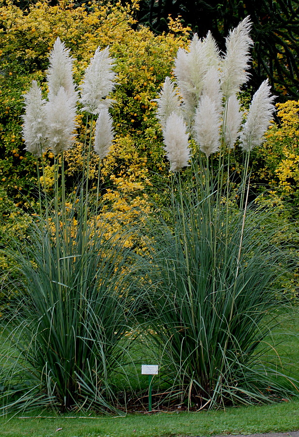 Изображение особи Cortaderia selloana.