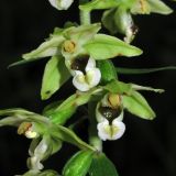 Epipactis helleborine