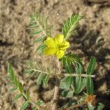 View full-size image Tribulus terrestris