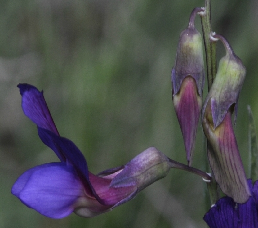 Image of Lathyrus digitatus specimen.