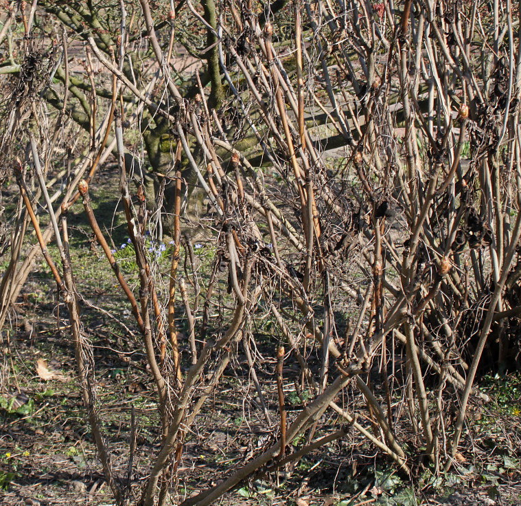 Image of Paeonia suffruticosa specimen.