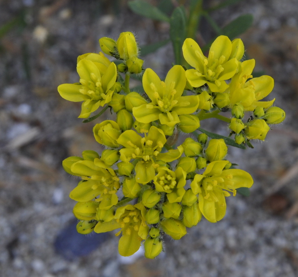 Image of genus Haplophyllum specimen.