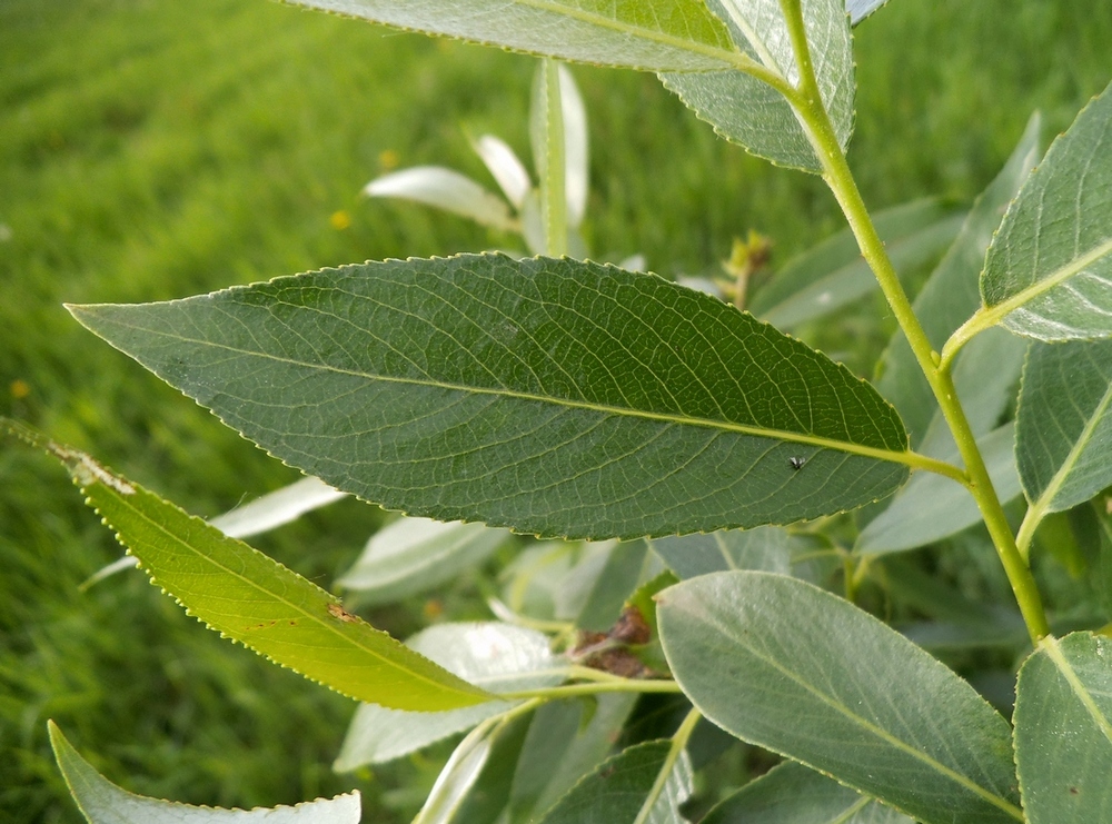 Image of Salix &times; meyeriana specimen.