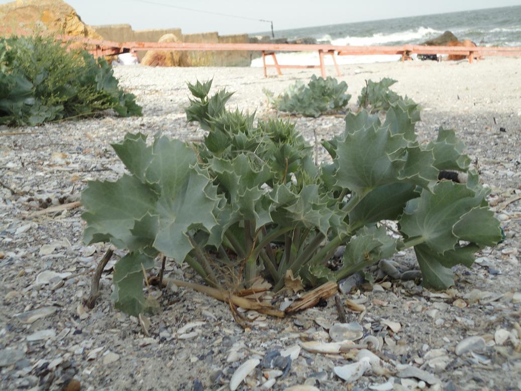 Изображение особи Eryngium maritimum.