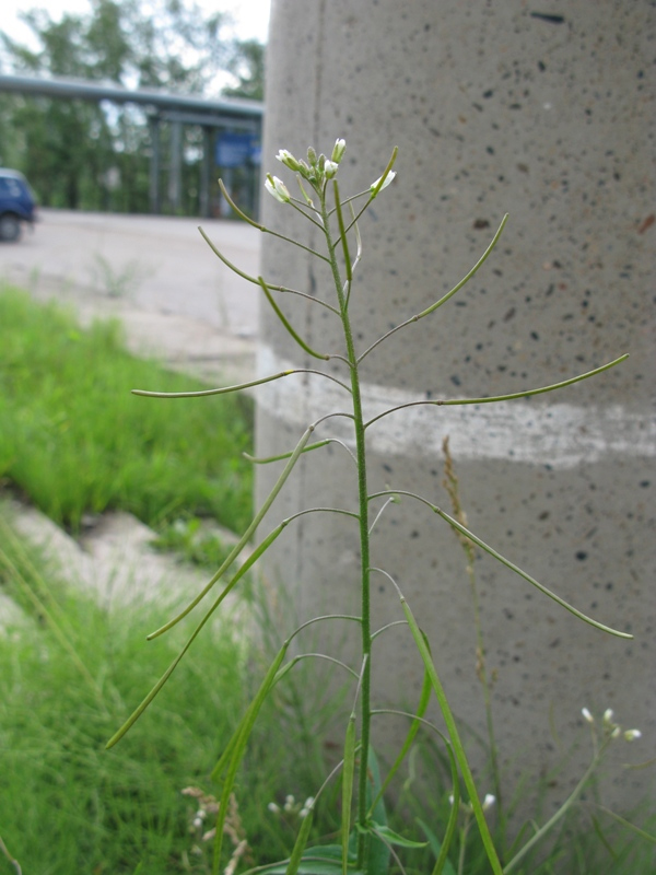 Image of Arabis pendula specimen.