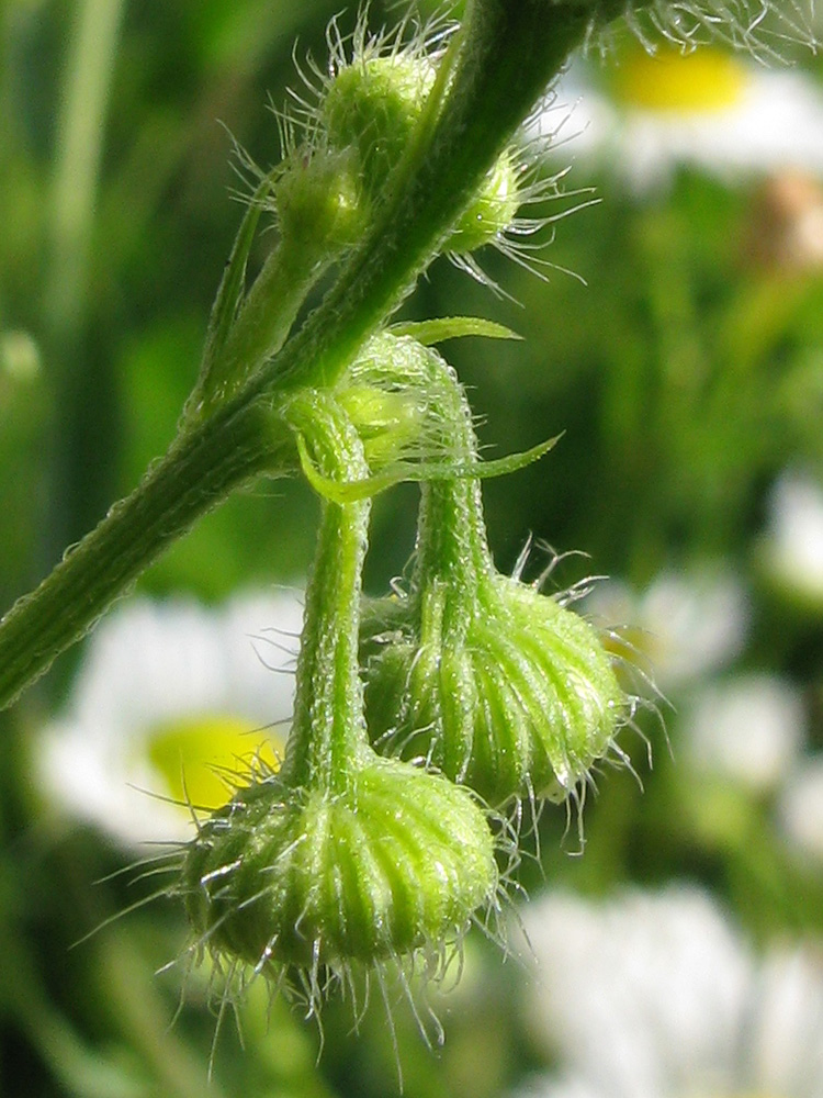 Image of Erigeron annuus specimen.