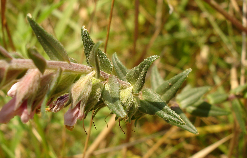 Изображение особи Odontites vulgaris.