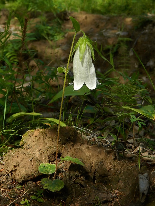 Image of Campanula punctata specimen.