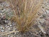 Stipa capillata