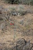 Oedibasis apiculata. Цветущее растение. Южный Казахстан, восточная граница пустыни Кызылкум. 06.05.2013.