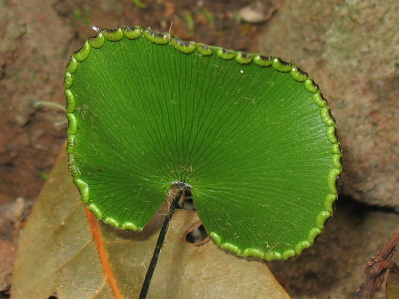 Image of Adiantum reniforme specimen.