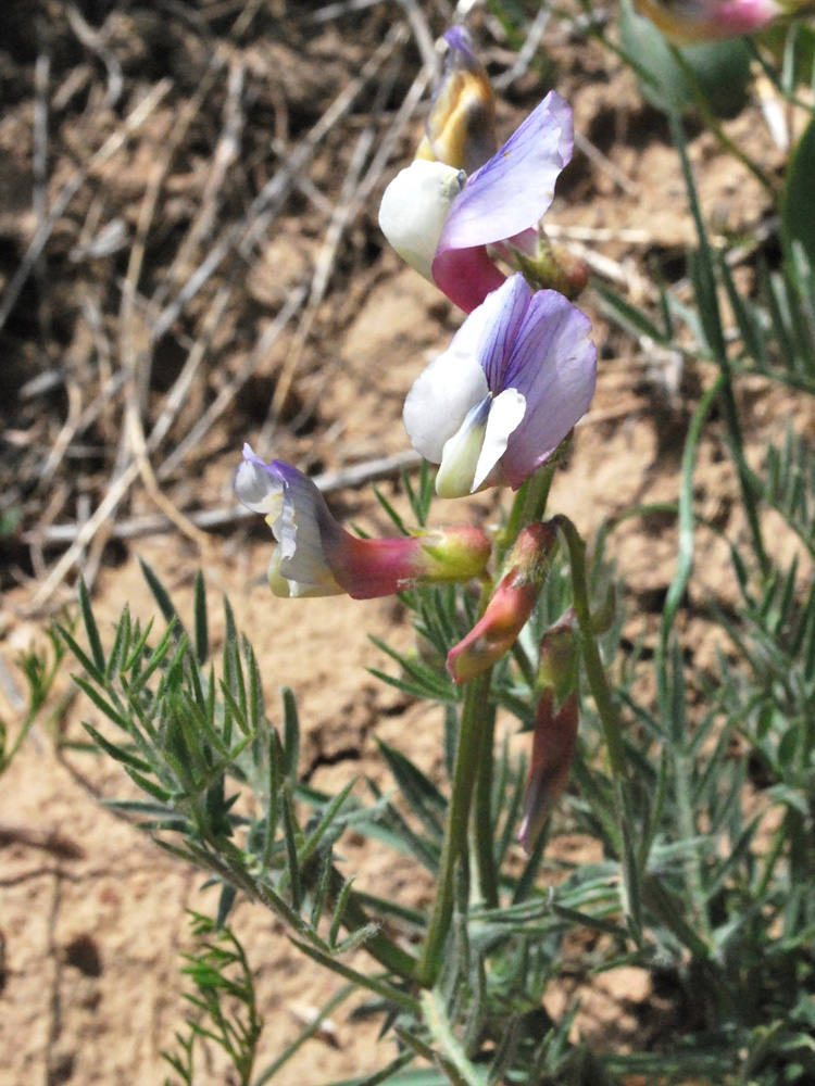 Image of Vicia subvillosa specimen.