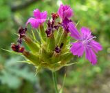 Dianthus capitatus