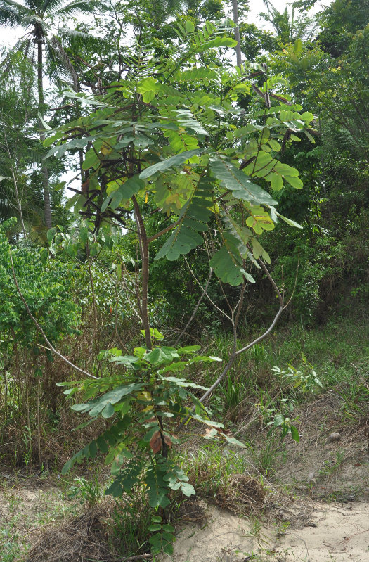 Image of Senna alata specimen.