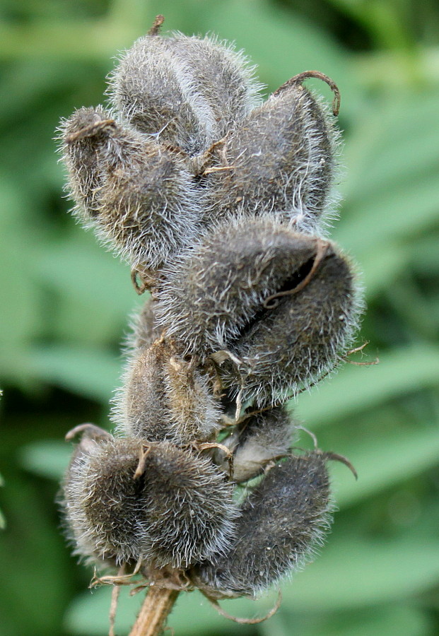 Image of Astragalus cicer specimen.