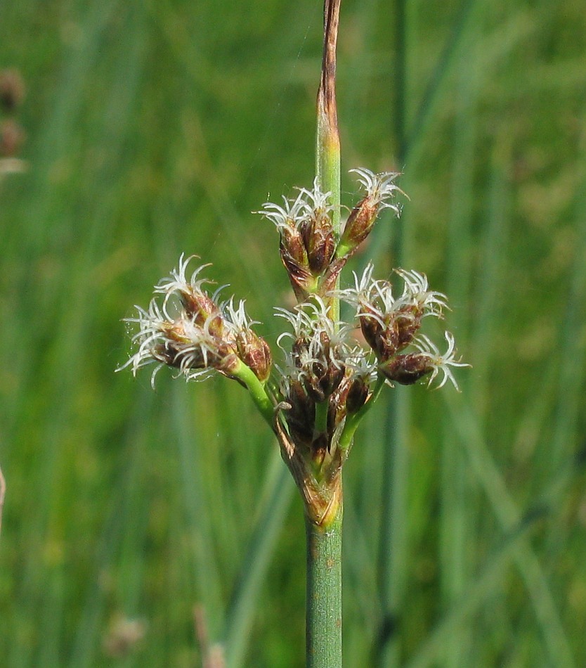 Изображение особи Schoenoplectus lacustris.