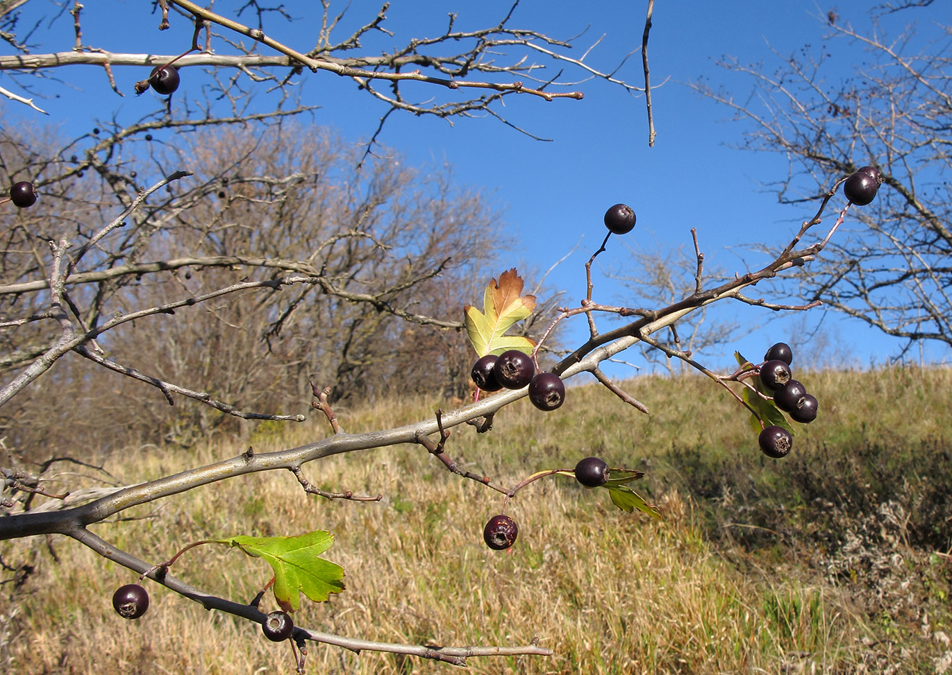 Image of Crataegus pentagyna specimen.