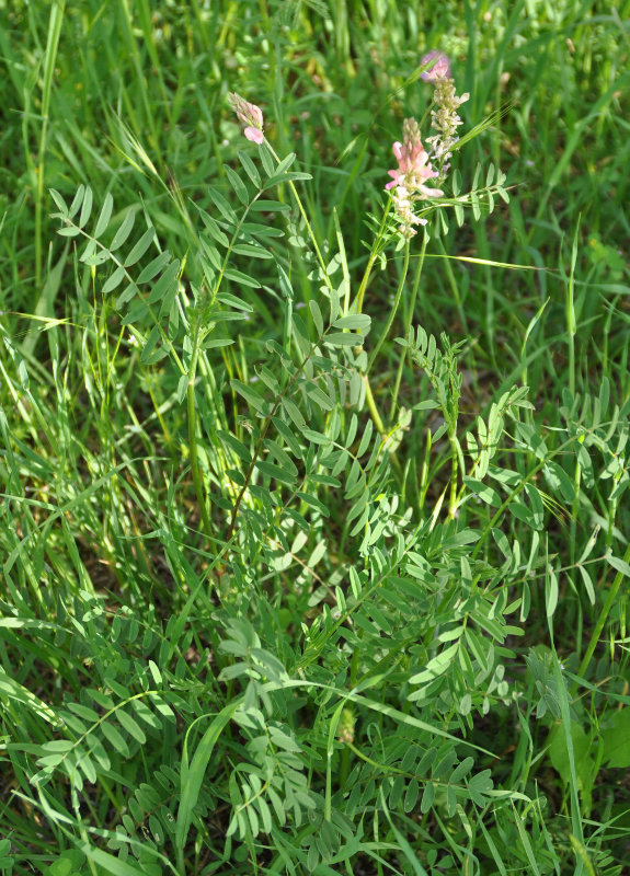 Image of genus Onobrychis specimen.