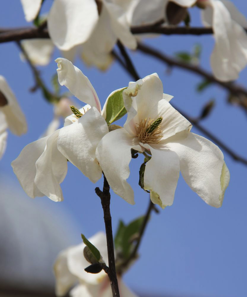 Image of Magnolia kobus specimen.