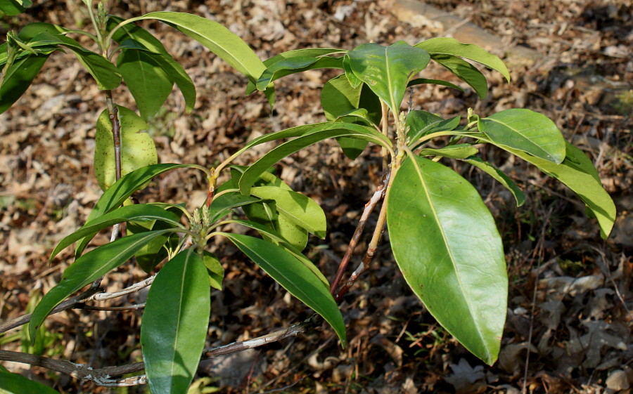 Image of Kalmia latifolia specimen.