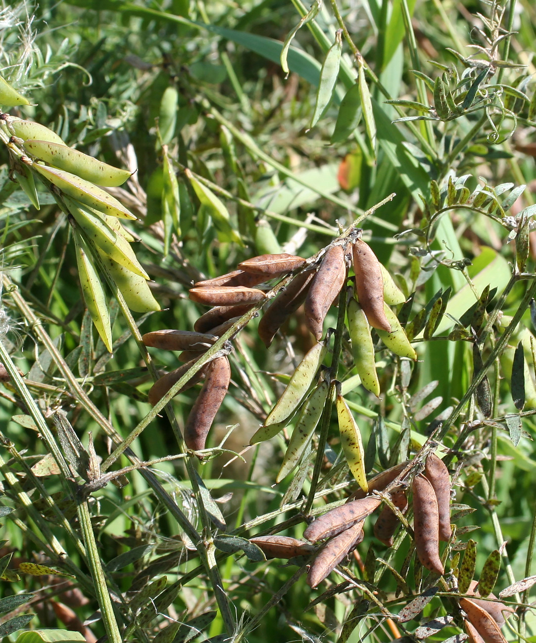 Image of Vicia cracca specimen.