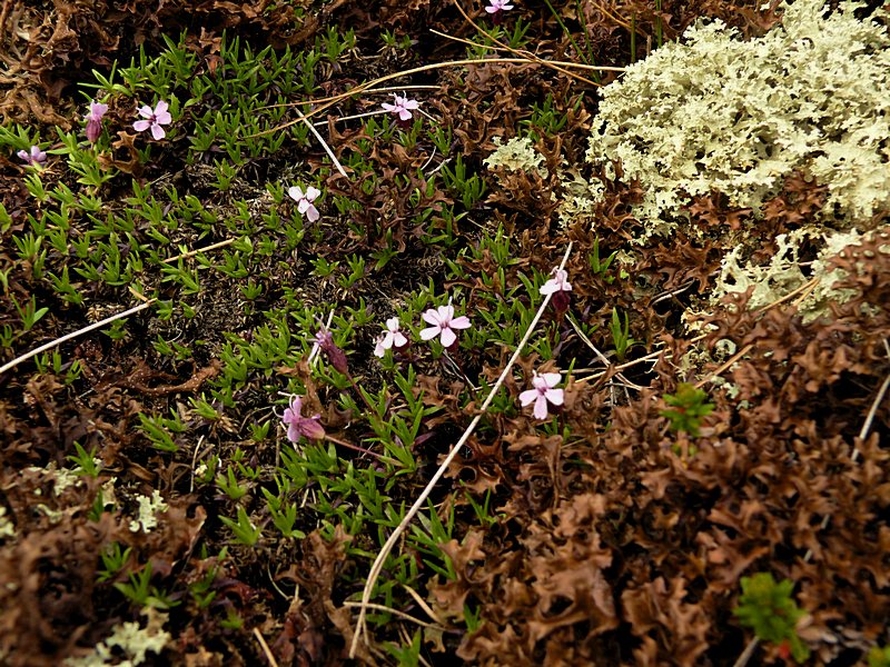 Image of Silene acaulis specimen.