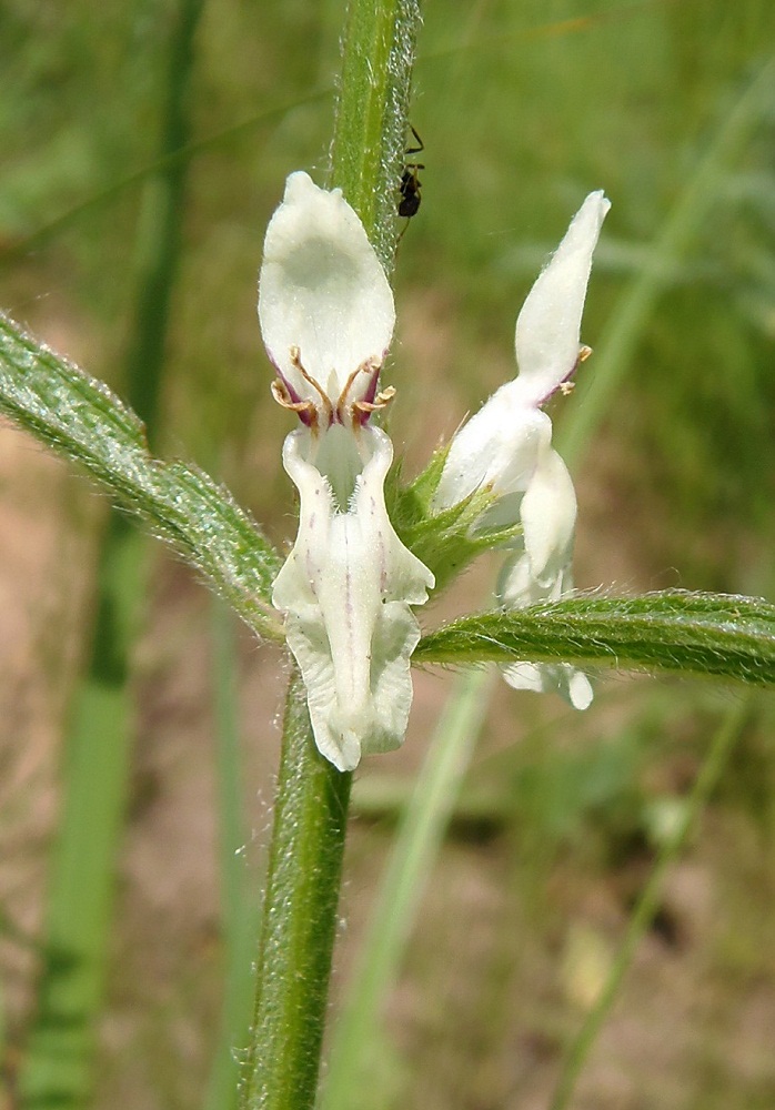 Image of Stachys recta specimen.