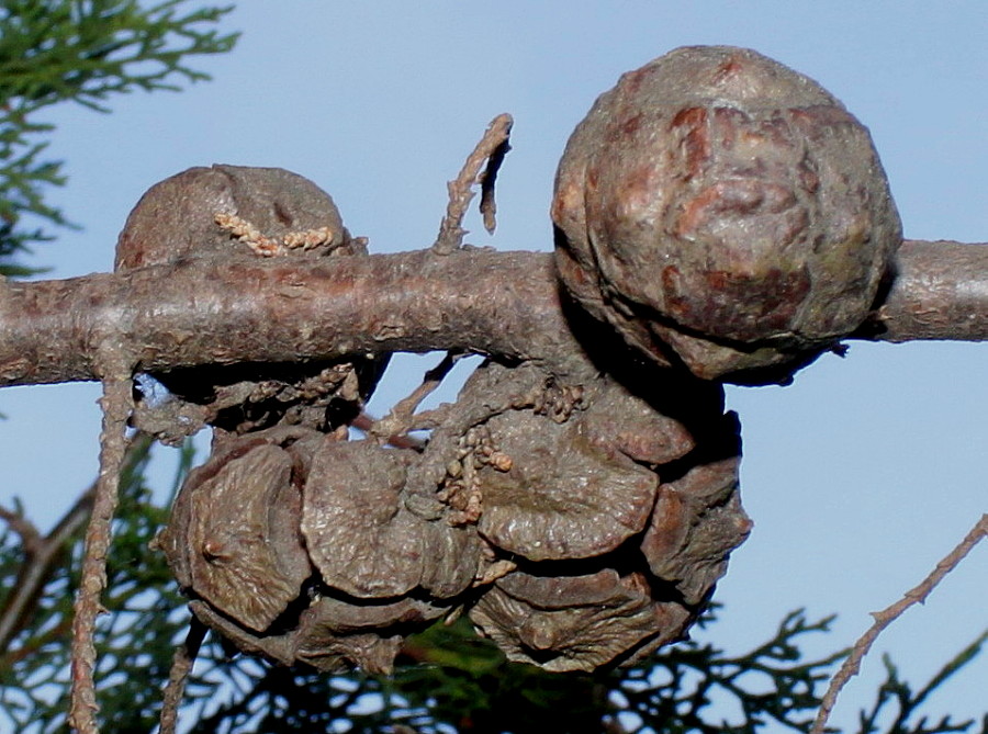 Изображение особи Cupressus sempervirens.