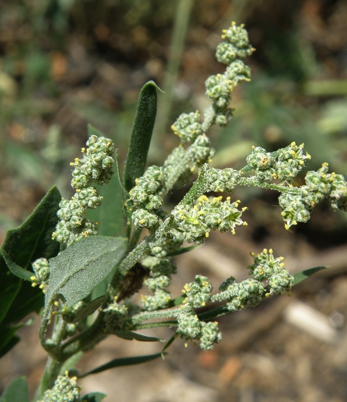 Изображение особи Chenopodium album.