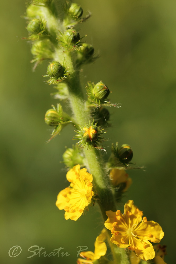 Image of Agrimonia eupatoria specimen.