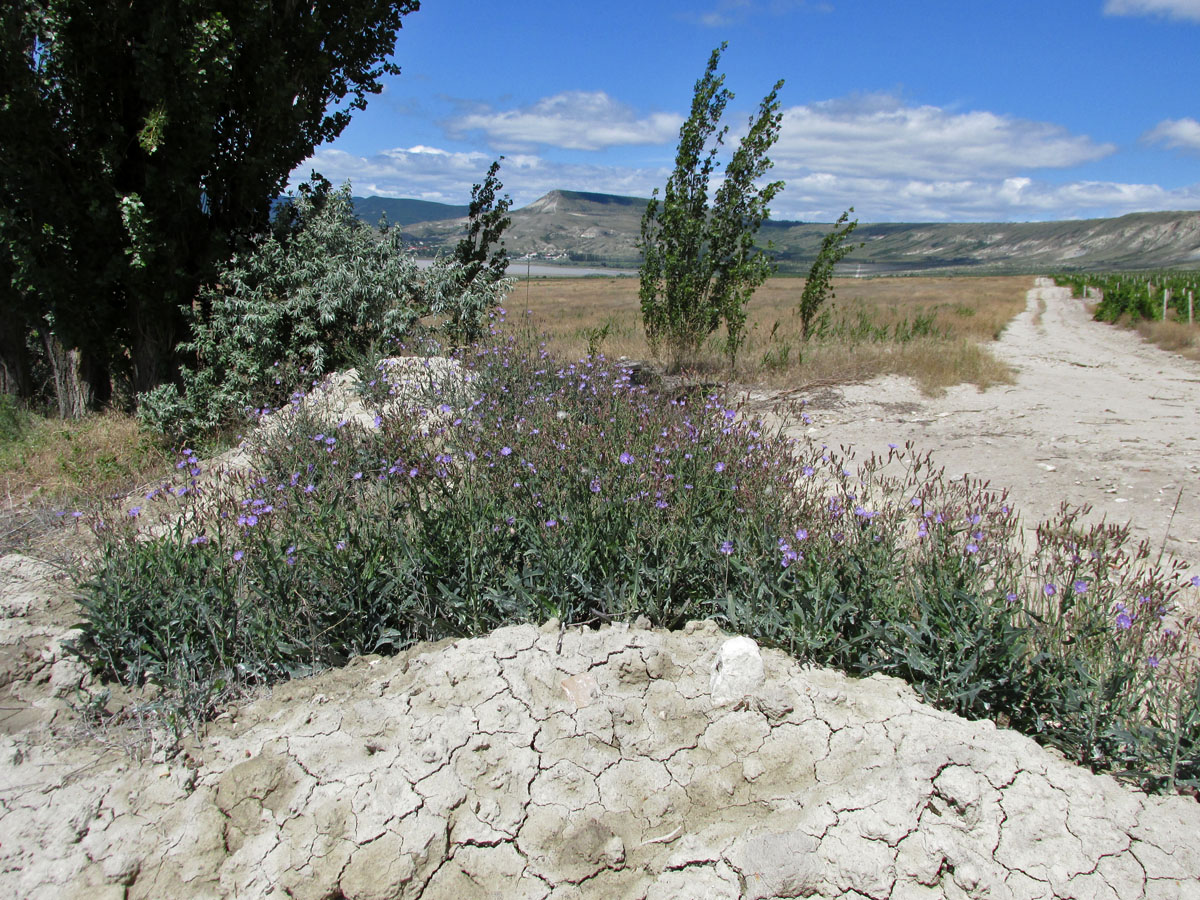 Image of Lactuca tatarica specimen.