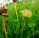 Taraxacum officinale. Повреждённое отцветающее растение. Московская обл., Сергиево-Посадский р-н, окр. с. Абрамцево, влажный разнотравный луг. 07.06.2014.