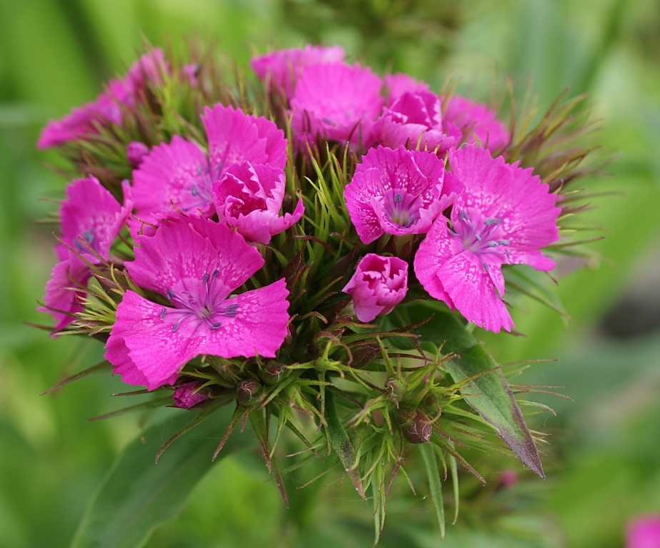 Изображение особи Dianthus barbatus.