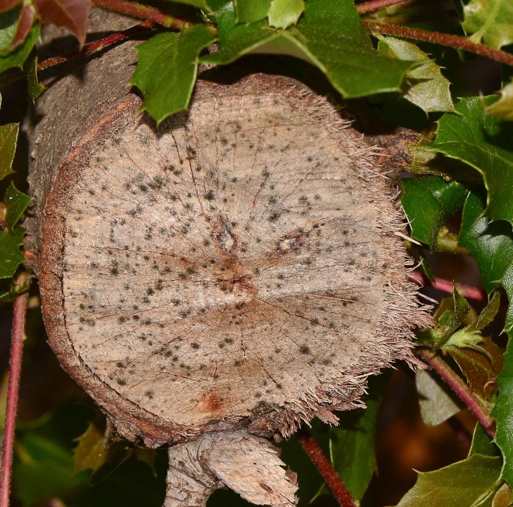 Image of Quercus calliprinos specimen.