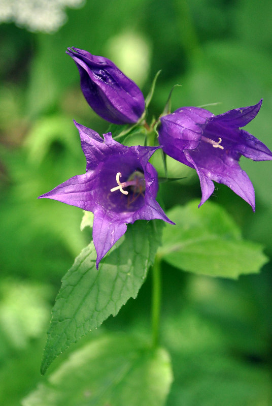 Image of Campanula latifolia specimen.