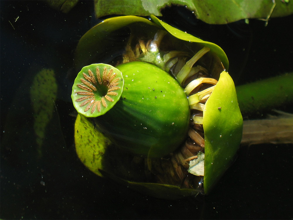 Image of Nuphar lutea specimen.