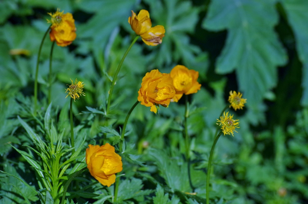 Изображение особи Trollius altaicus.