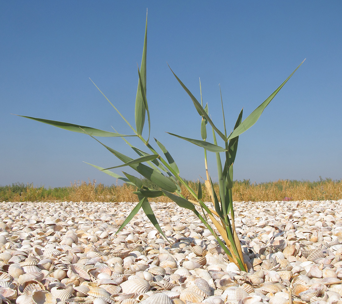 Изображение особи Phragmites australis.