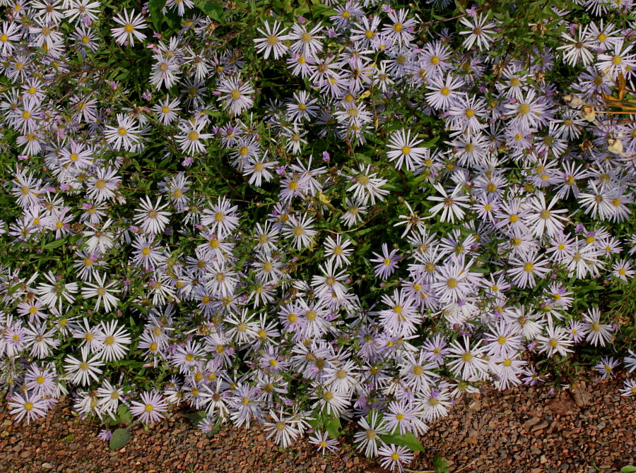 Image of genus Symphyotrichum specimen.