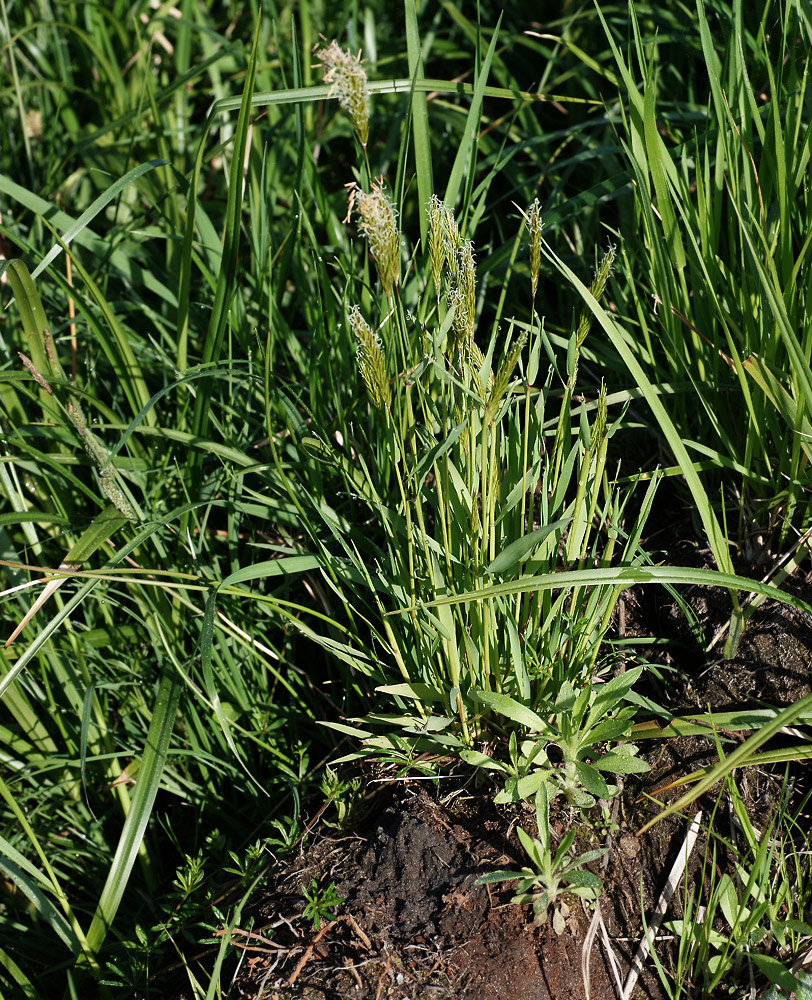 Image of Anthoxanthum odoratum specimen.