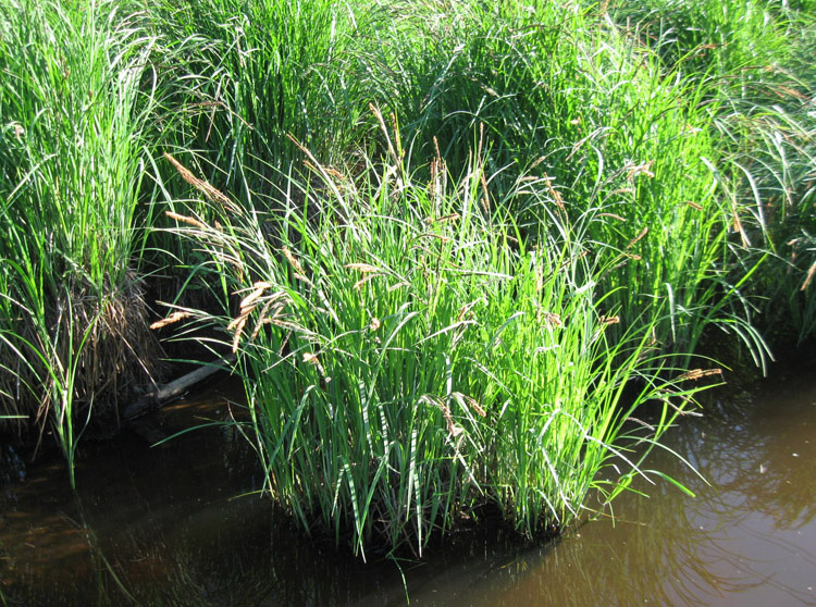 Image of Carex acuta specimen.