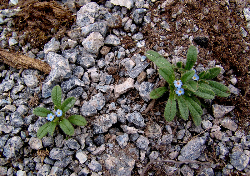 Image of Trigonocaryum involucratum specimen.