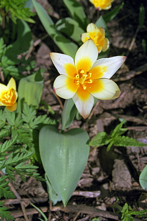 Image of Tulipa berkariensis specimen.