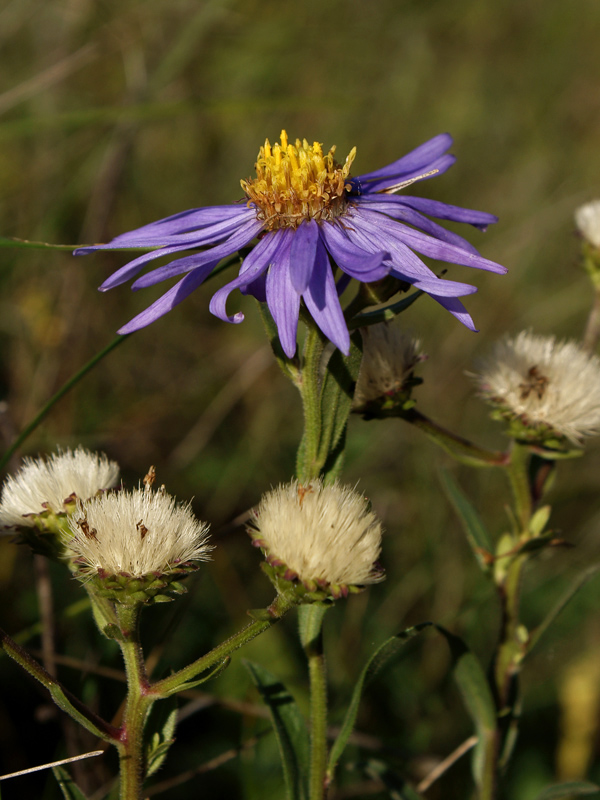 Image of Aster amellus specimen.