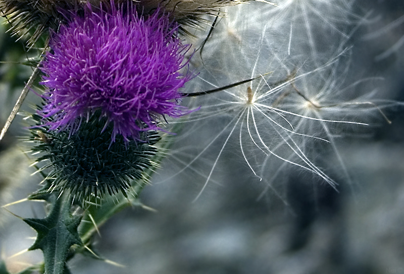 Image of Cirsium vulgare specimen.