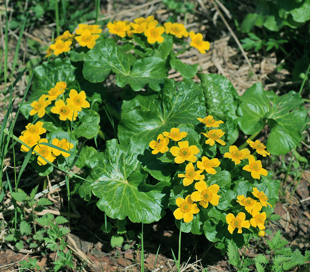 Image of Caltha palustris specimen.