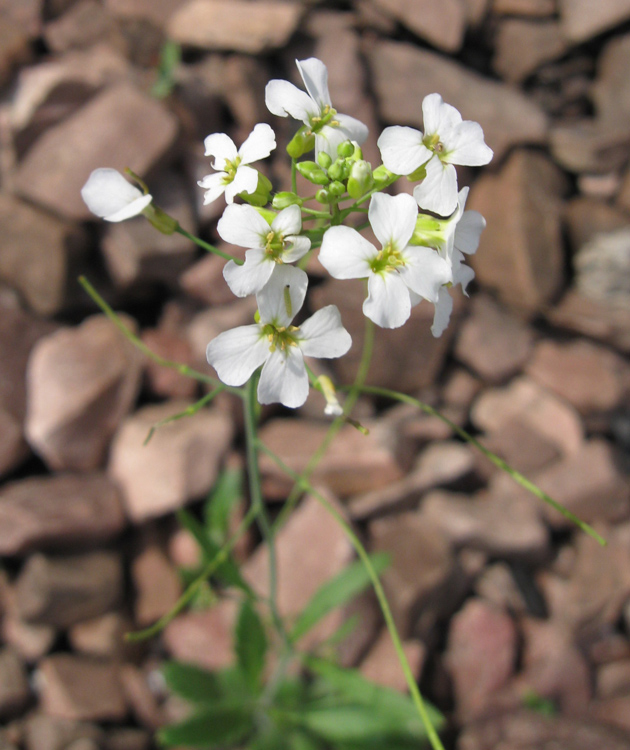 Image of Arabidopsis arenosa specimen.