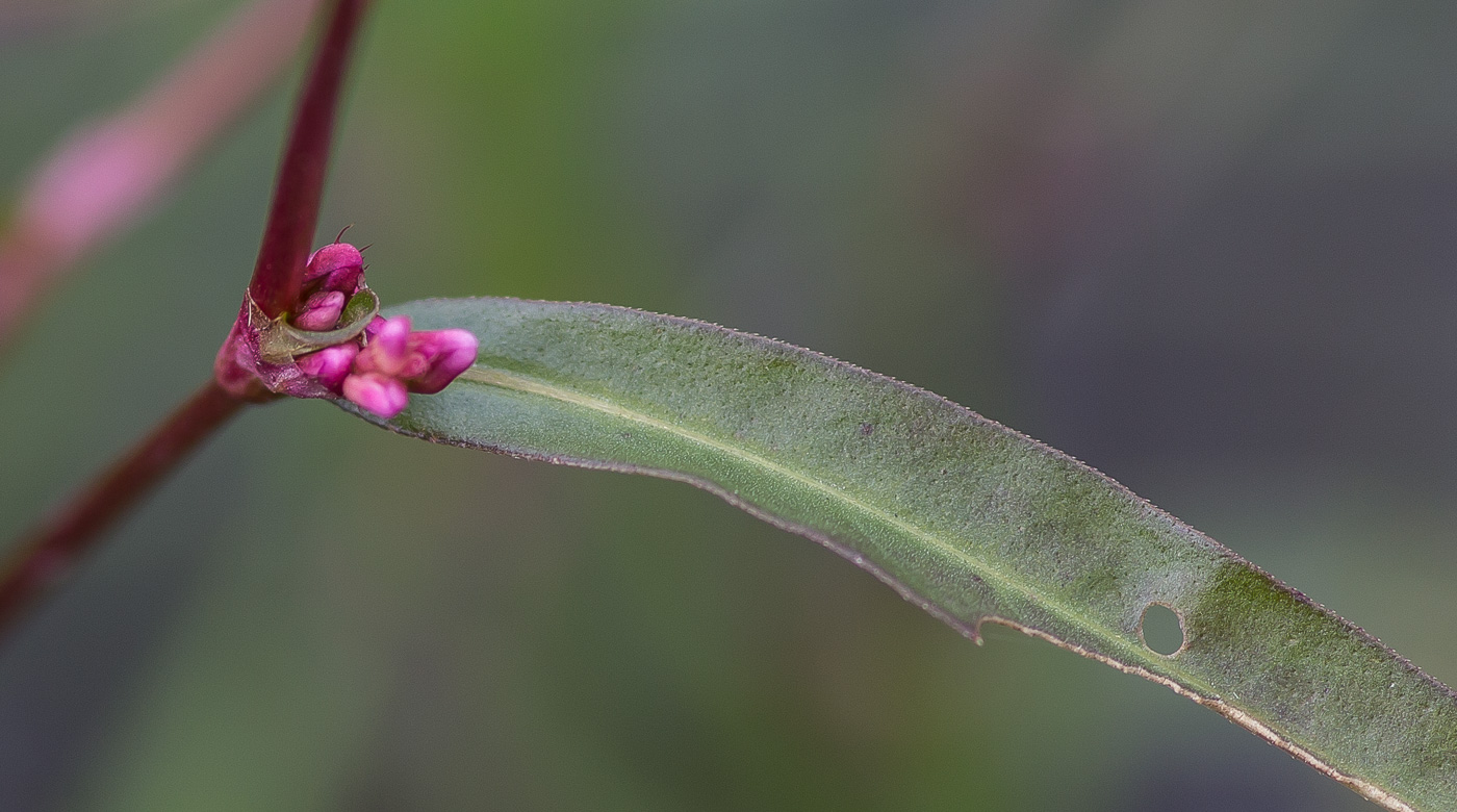 Image of Persicaria hydropiper specimen.